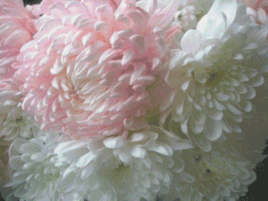 №566796 - цветы - предпросмотр