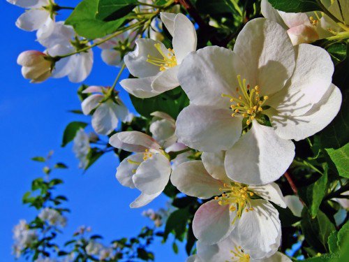 №566814 - цветы - оригинал