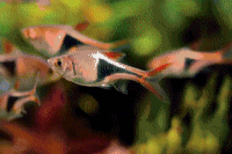 Рыбки - я, рыбки - предпросмотр