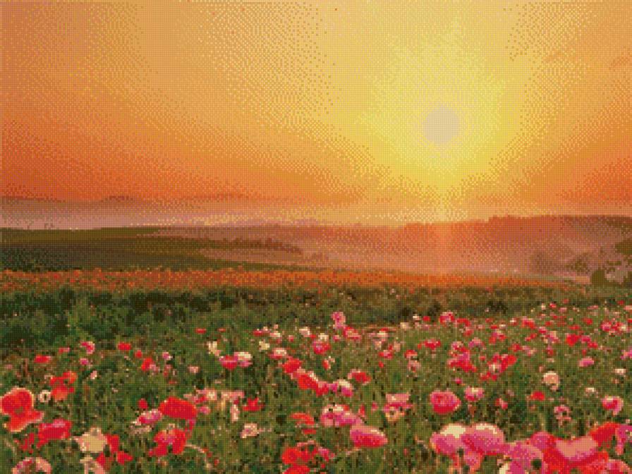 Закат - закат. цветы. красота - предпросмотр