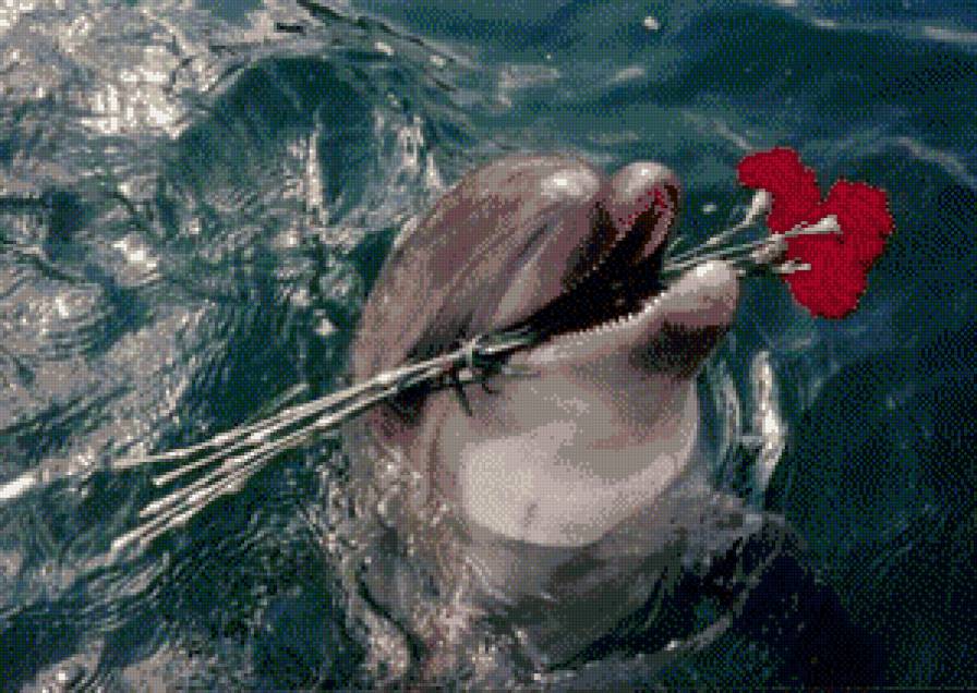 дельфин - цветок, дельфин, море - предпросмотр