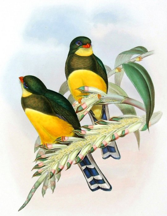 райские птахи - птица - оригинал