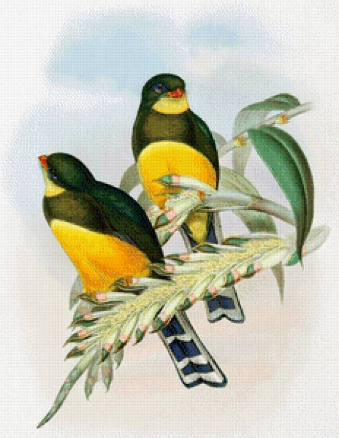 райские птахи - птица - предпросмотр