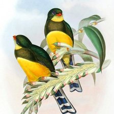 Схема вышивки «райские птахи»