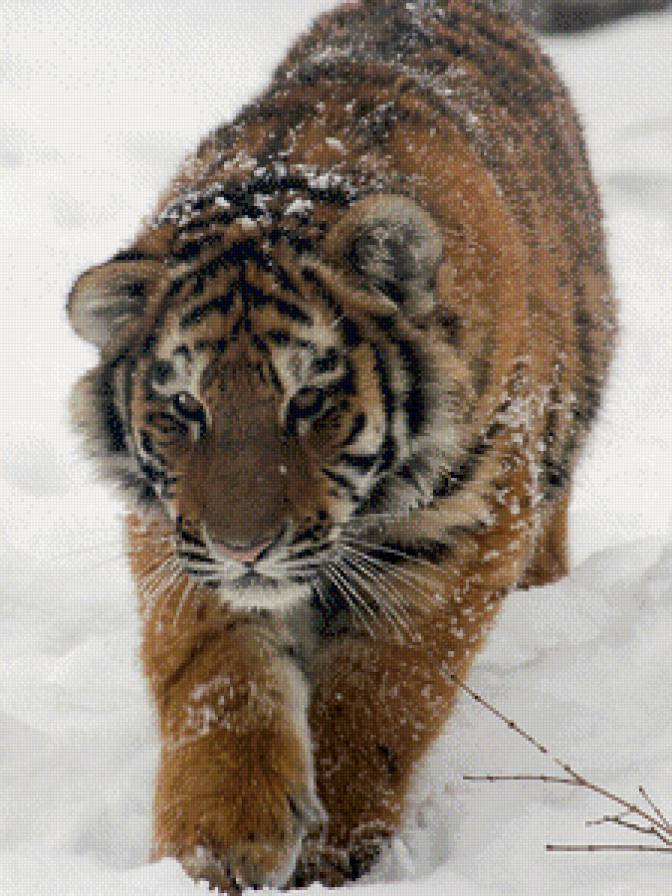 амурский тигр - животные - предпросмотр