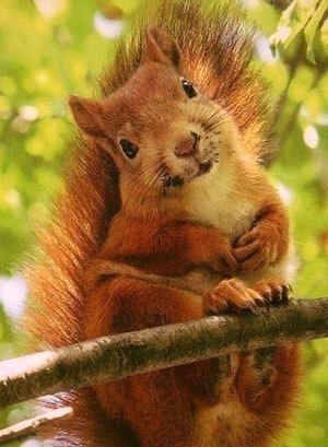 белка - оригинал