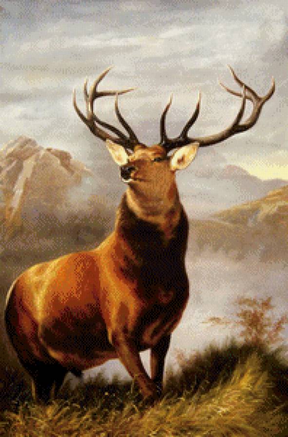 Прекрасный олень - природа, олень, животные - предпросмотр