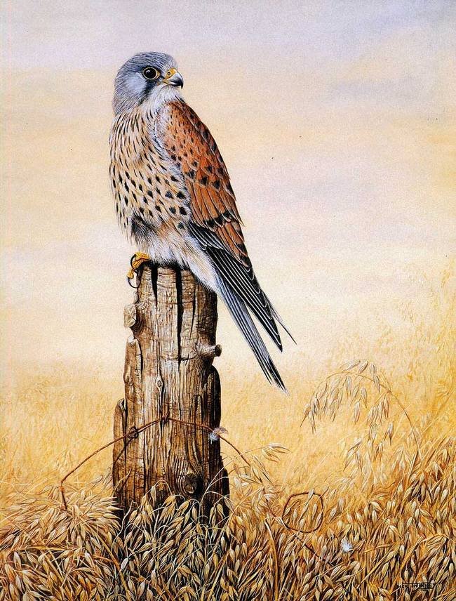 Сокол - сокол, природа, птицы - оригинал