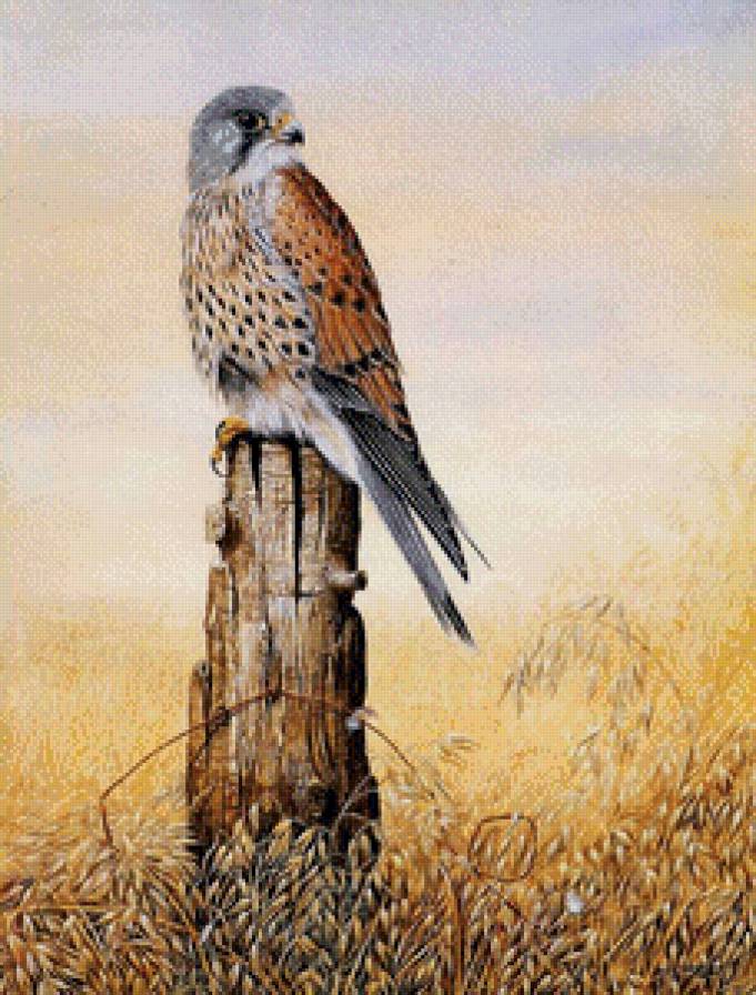 Сокол - природа, птицы, сокол - предпросмотр