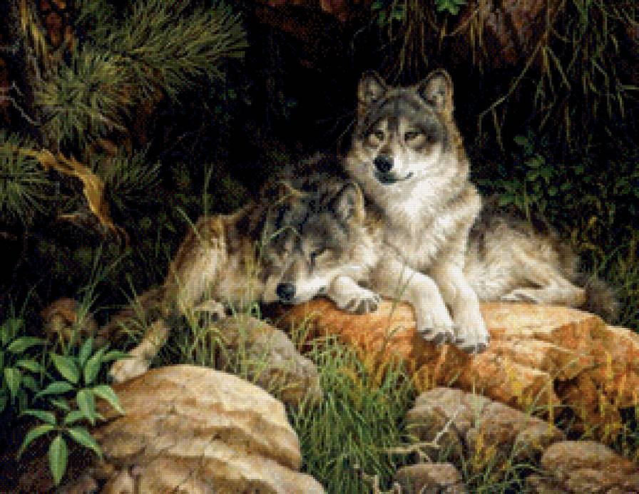 Два волка - животные, природа, волк - предпросмотр