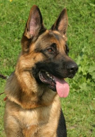 Овчарка - собаки, овчарка - оригинал