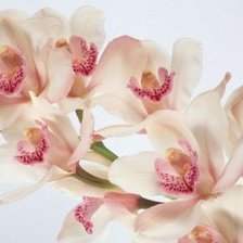Оригинал схемы вышивки «орхидея» (№567208)