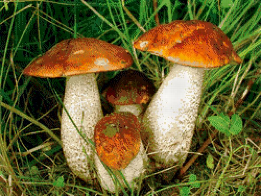 грибная семейка - природа, пано, грибы - предпросмотр