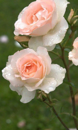 №567354 - розы - оригинал