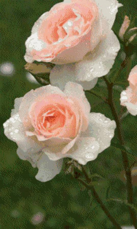 №567354 - розы - предпросмотр