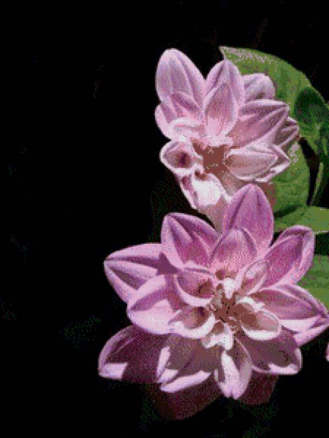 №567374 - цветы - предпросмотр