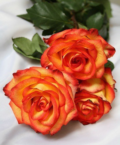 №567412 - розы - оригинал