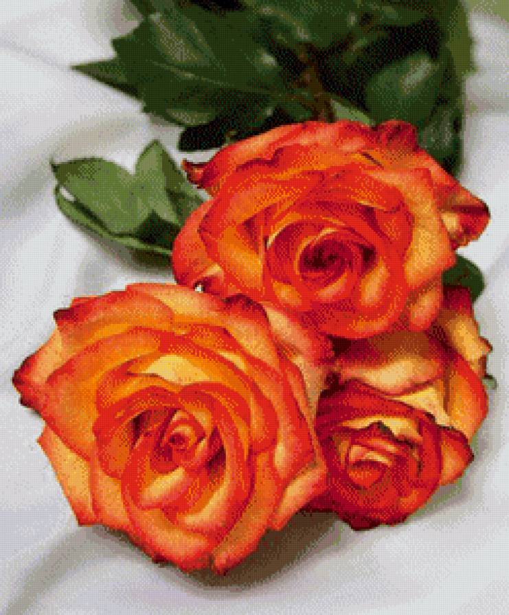 №567412 - розы - предпросмотр