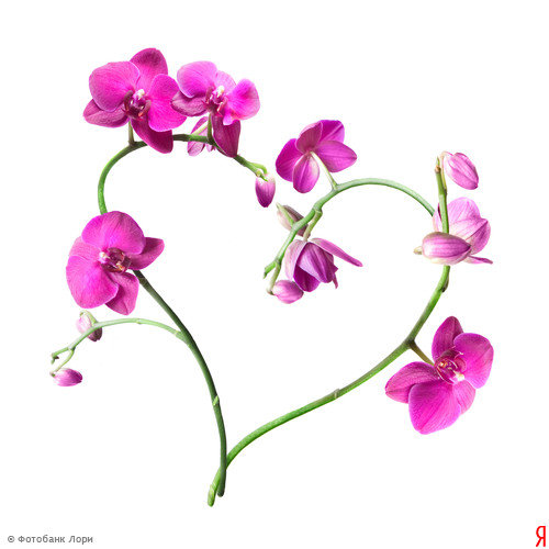 Ко дню влюбленных - орхидеи, любовь, цветы, валентинка, сердце - оригинал