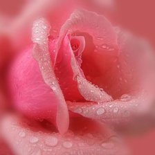 Схема вышивки «roza-krolowa kwiatow -3»