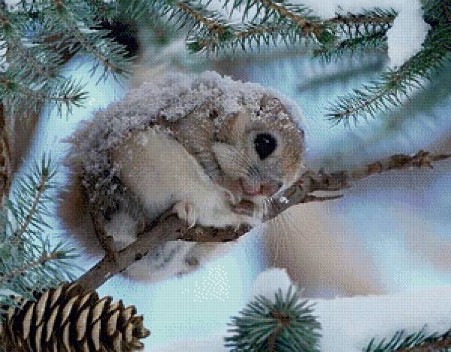 раз холодною зимой - белка, ель, ветка, белочка, зима, картина, снег, природа - предпросмотр