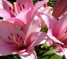 Оригинал схемы вышивки «Лилия» (№567690)