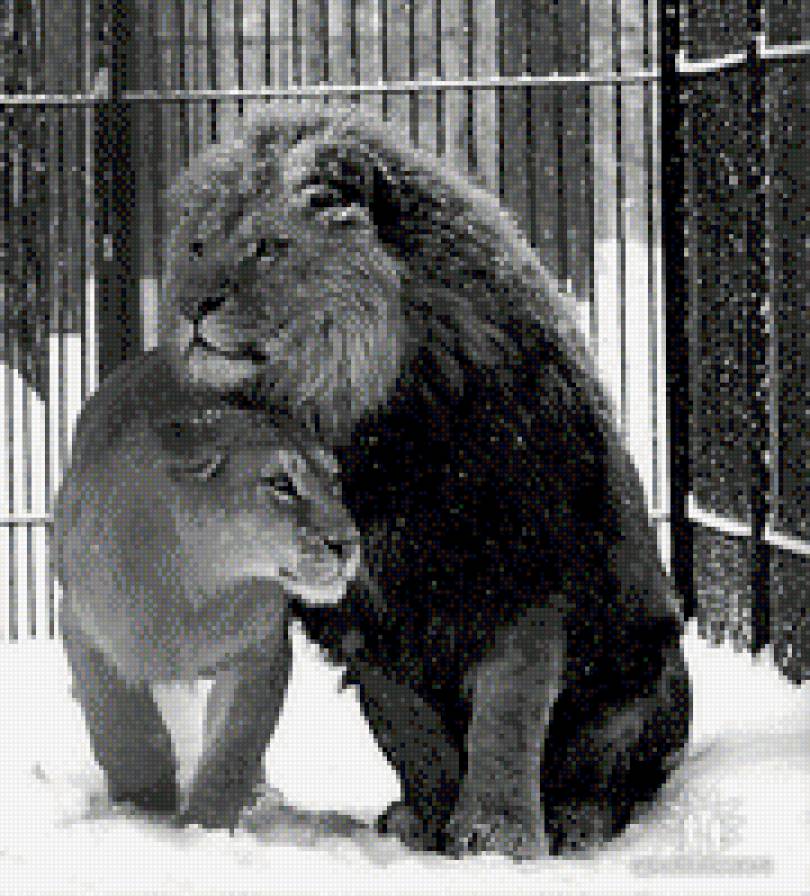 Лев и львица - лев, нежность, львица, любовь, пара - предпросмотр