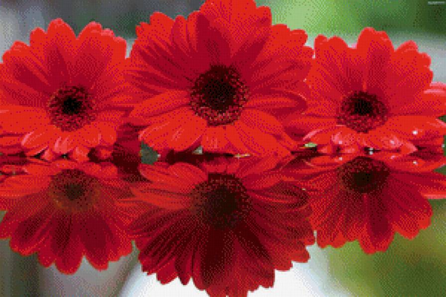 герберы - цветы герберы - предпросмотр