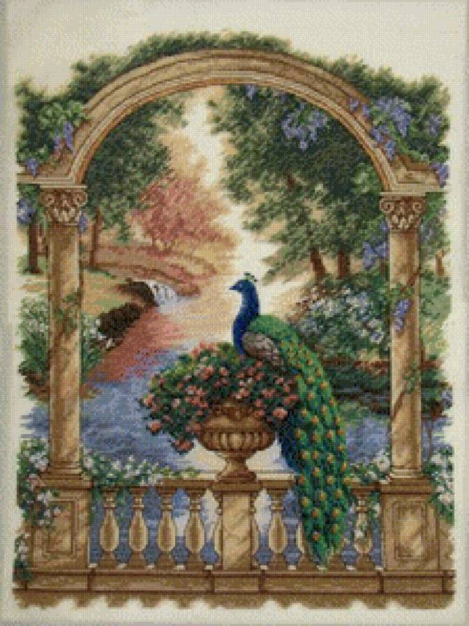 павлин - птица - предпросмотр