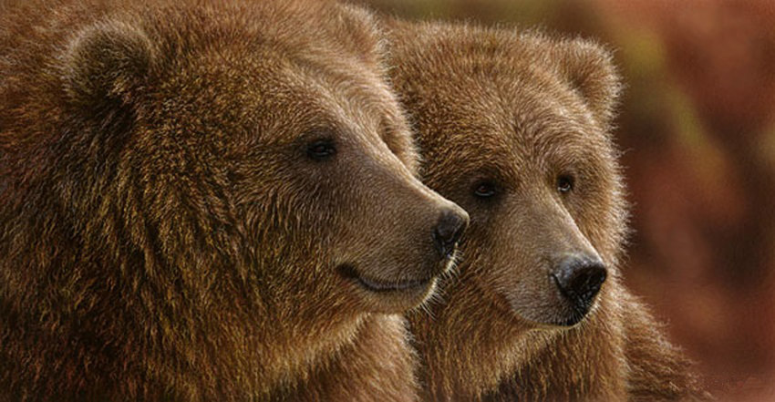 Праздное спокойствие - медведи, бурые, любовь - оригинал