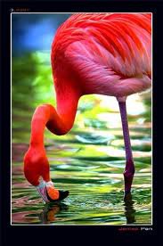 фламинго - оригинал