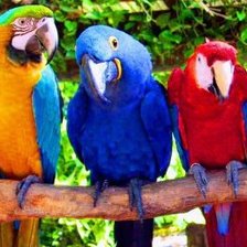 Схема вышивки «Попугайчики»