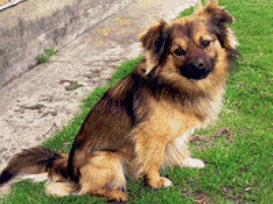 Рокки - предпросмотр