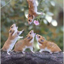 Схема вышивки «хомячки»