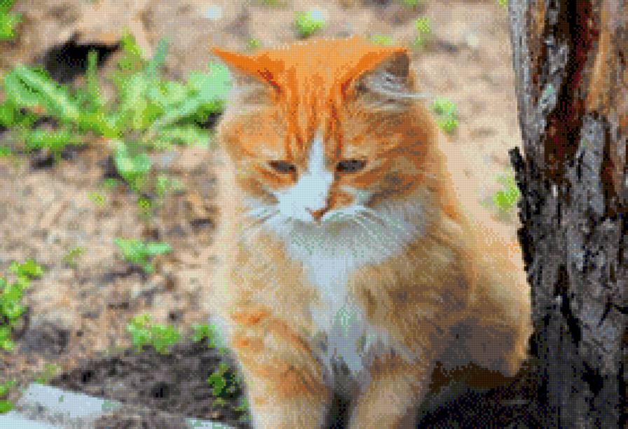 Рыжик - предпросмотр