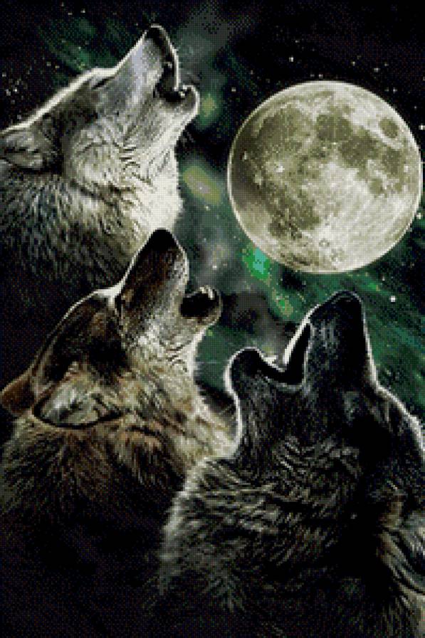 Волки - животные, волк - предпросмотр