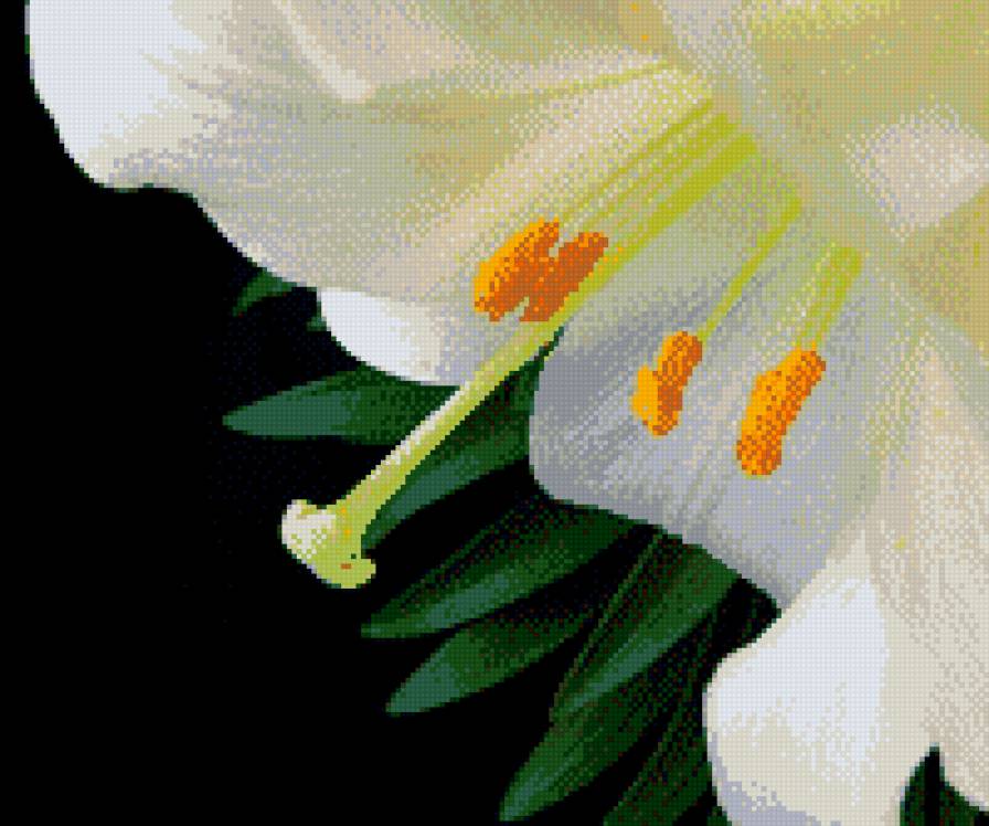 Белая лилия - цветок, лилия - предпросмотр