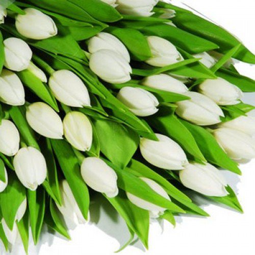 Тюльпаны - тюльпаны, цветы - оригинал