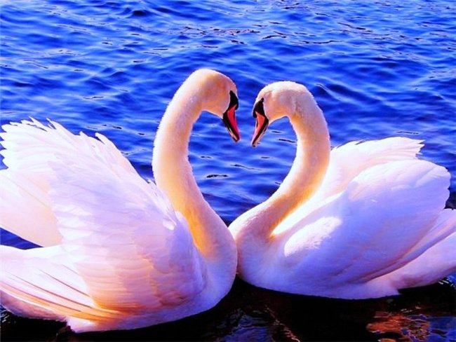 Лебединая верность - лебеди, птицы, верность - оригинал