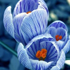 Схема вышивки «голубые цветы»