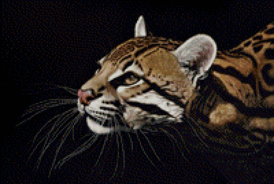 кошка - кошка, киса, дикая кошка - предпросмотр