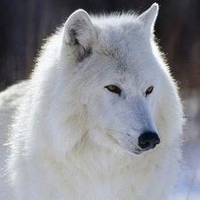 Схема вышивки «белый волк.»