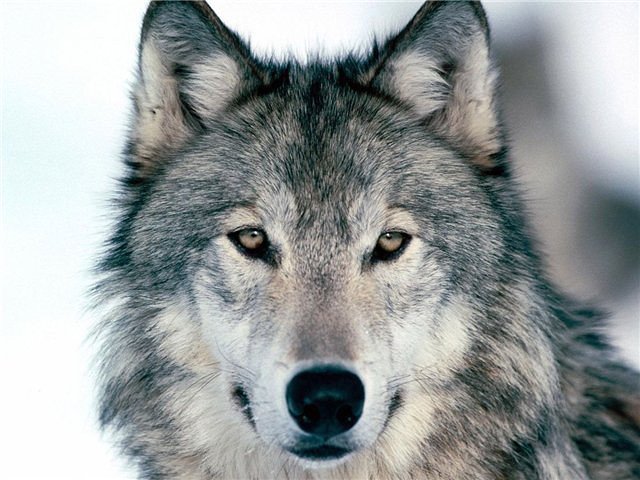 взгляд волка - волки, снег, лес, луна, зима, хищники, дикие животные - оригинал