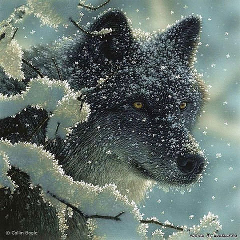 волк.. - волк, пейзаж, лес, природа, поляна, зима, хищники, картина, животные - оригинал