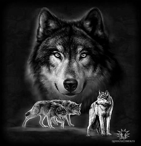 волки монохром - стая, волк, волки, монохром, чорнобелое - оригинал