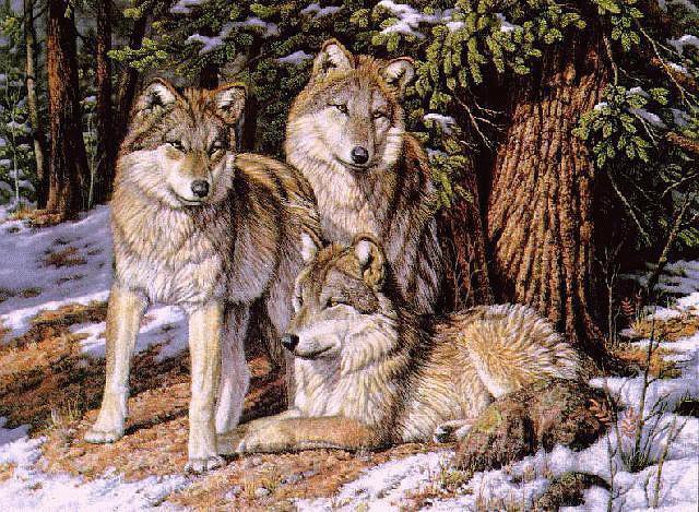 волки под елью - хищники, обрыв, скалы, волки, лес, стая - оригинал