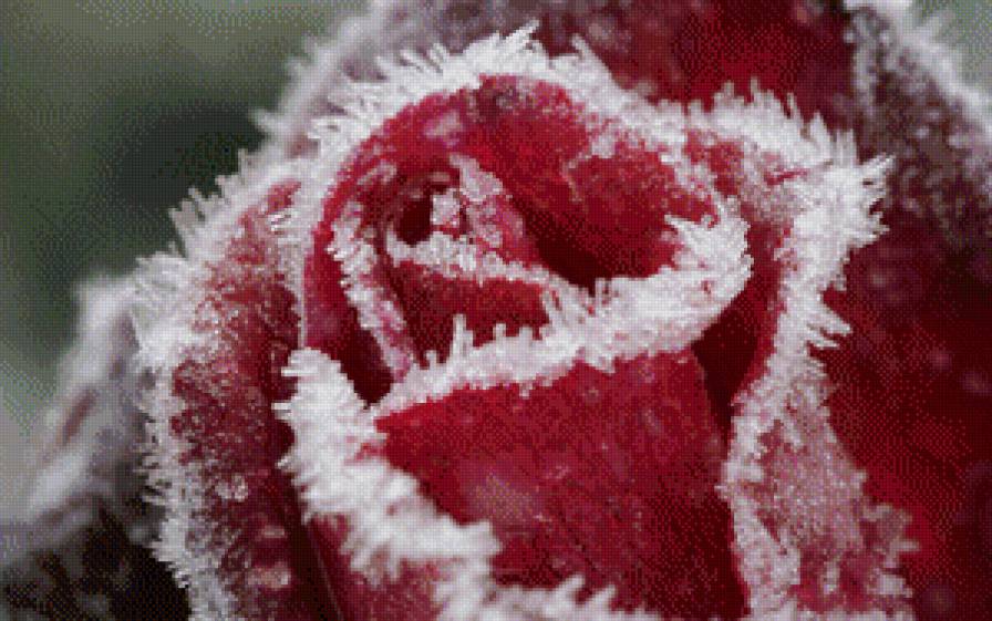 роза с мороза - роза, лепестки, букет, зима, цветок, иней, картина - предпросмотр