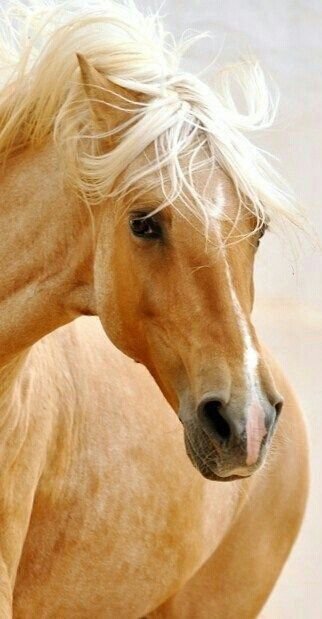 конь - картина лошади - оригинал