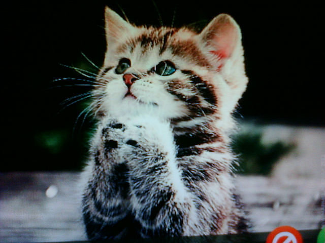 котенок - котята, кошки - оригинал