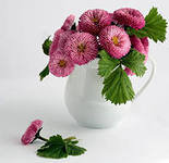 ЦВЕТОЧКИ - лето, ваза, натюрморт, цветы - оригинал